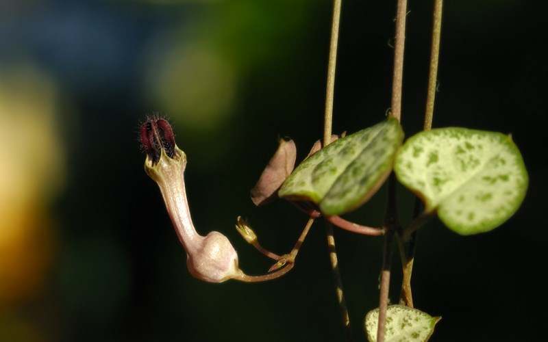 Ceropegia woodii