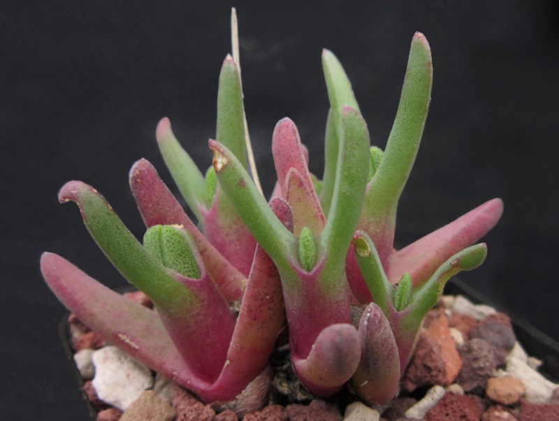 Cheiridopsis rostrata