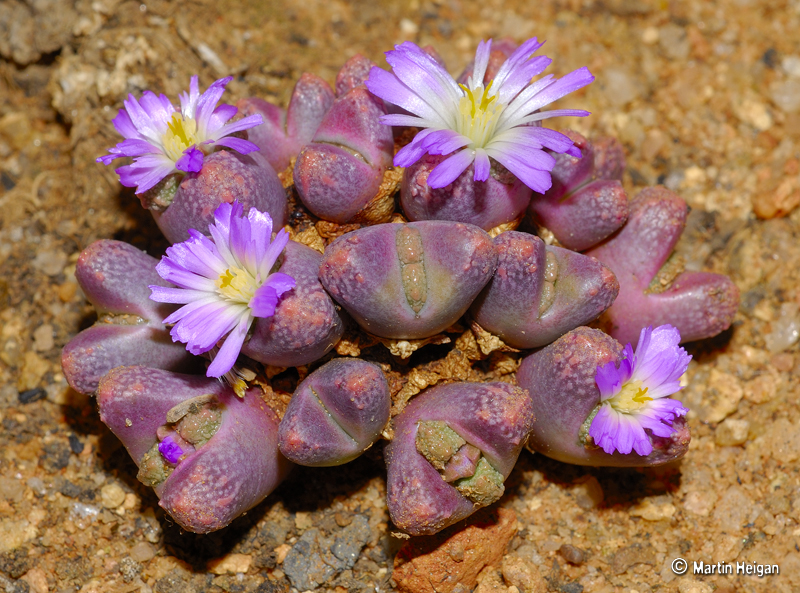 Conophytum khamiesbergense