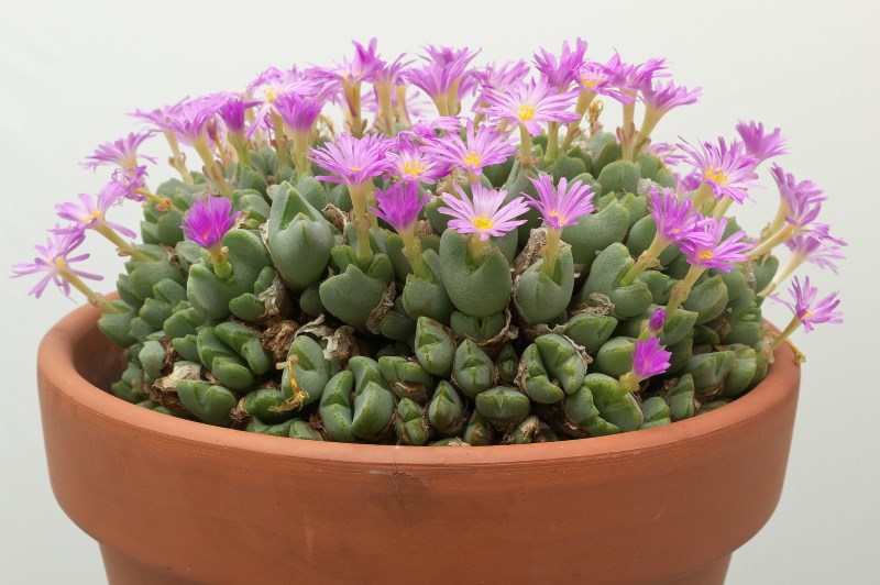 Conophytum taylorianum