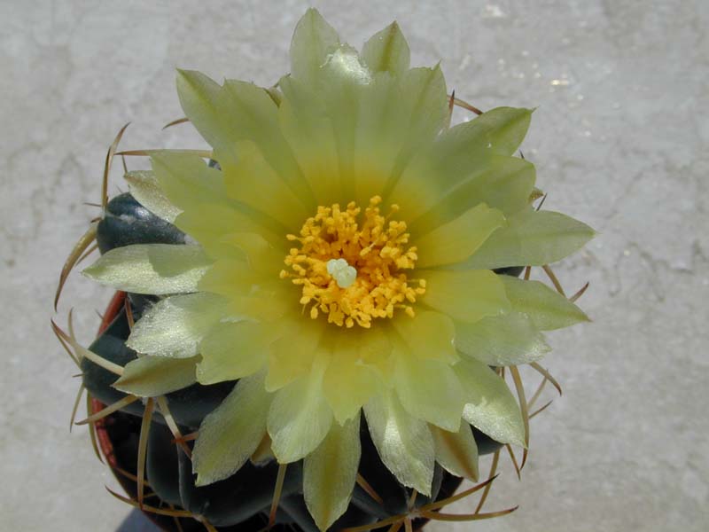 Coryphantha elephantidens