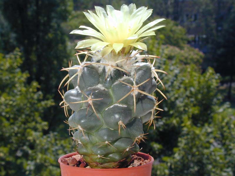 Coryphantha elephantidens