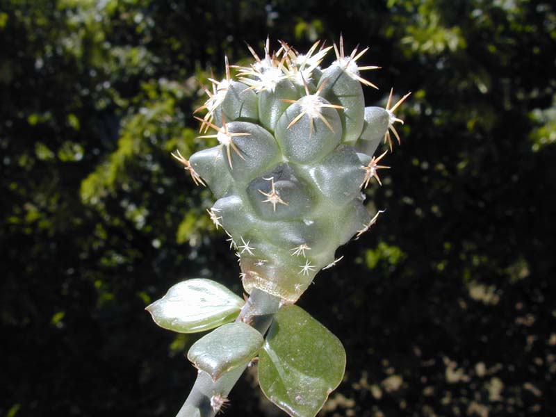 Coryphantha maiztablensis