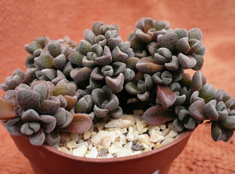 Crassula cv 'Fernwood'