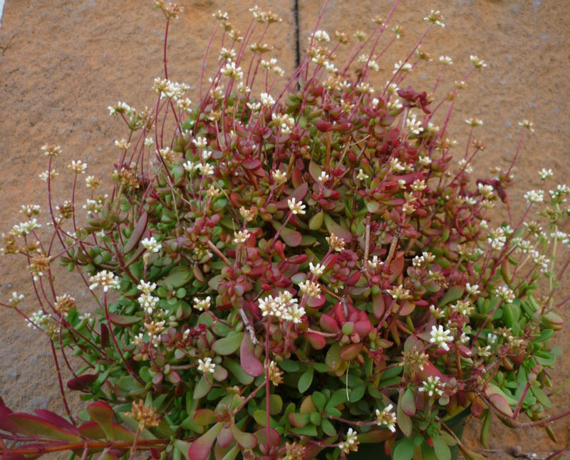 Crassula atropurpurea var anomala