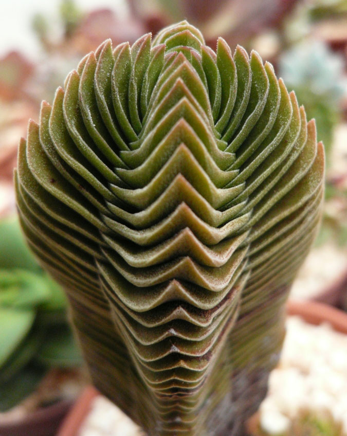 Crassula cv Buddha's Temple