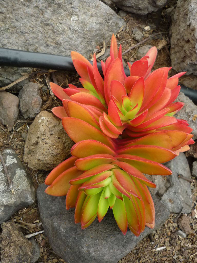 Crassula capitella 'Campfire'