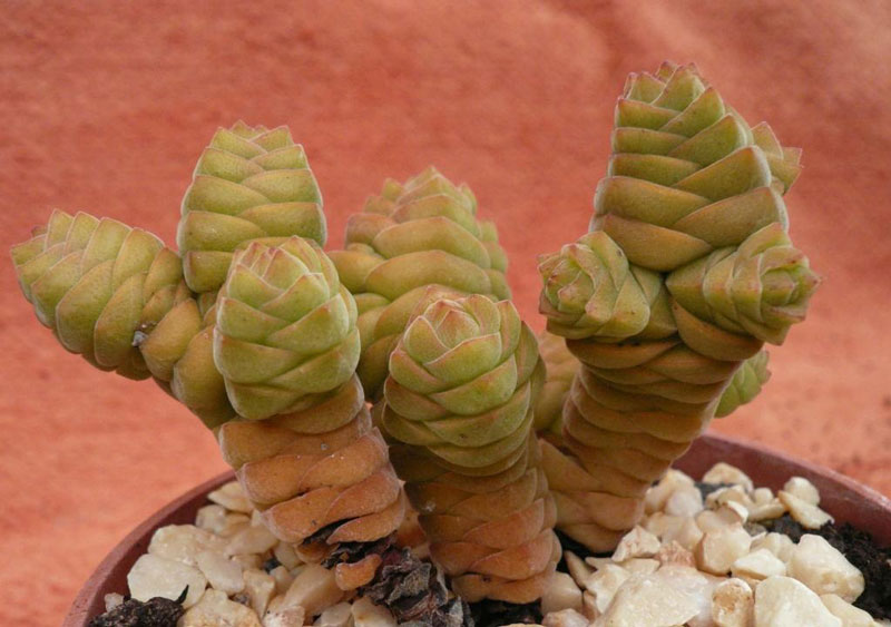 Crassula columella