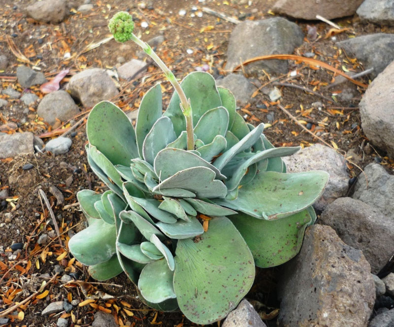 Crassula cotyledonis