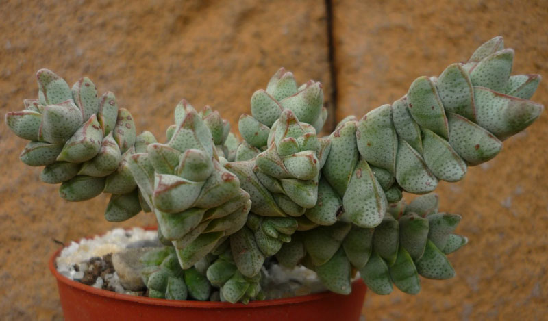 Crassula deceptor