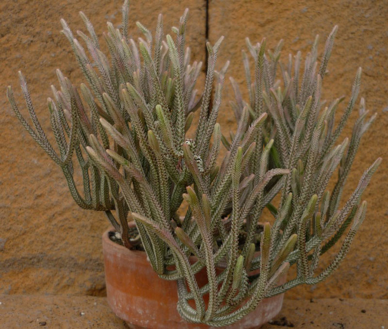 Crassula muscosa