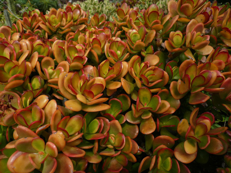 Crassula ovata cv Hummels Sunset