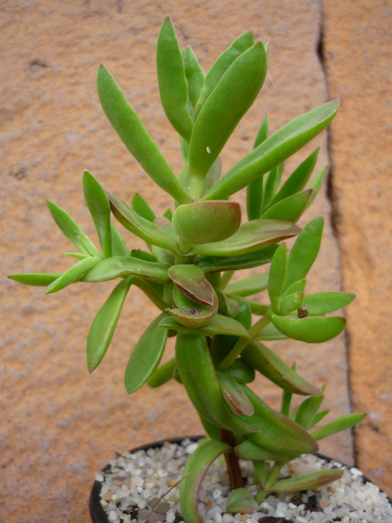 Crassula perfoliata var. heterotricha