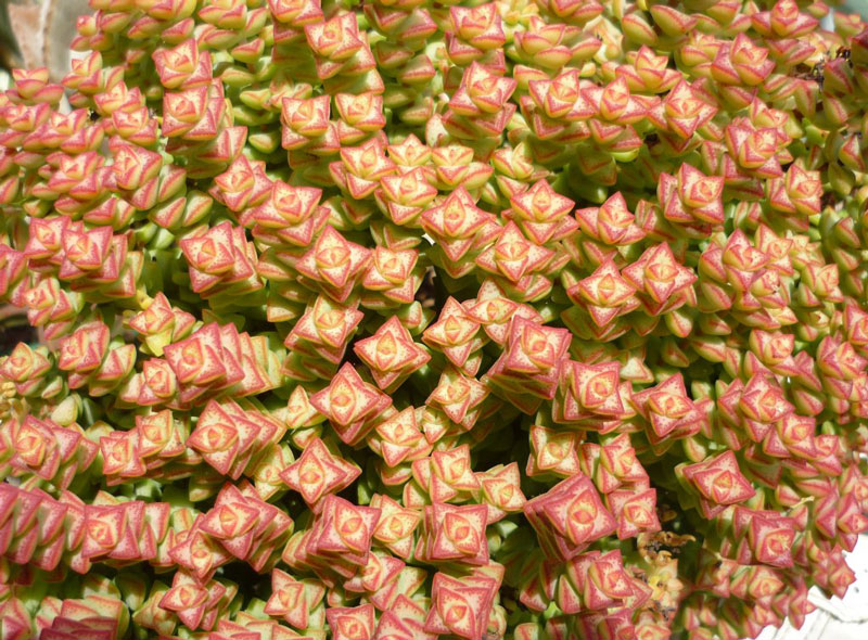 Crassula perforata cv 'Tom Thumb'