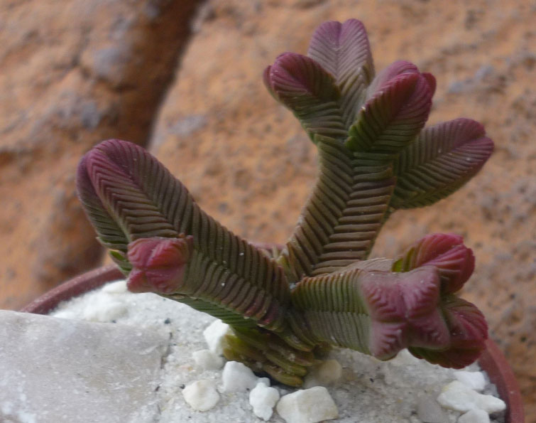 Crassula pyramidalis