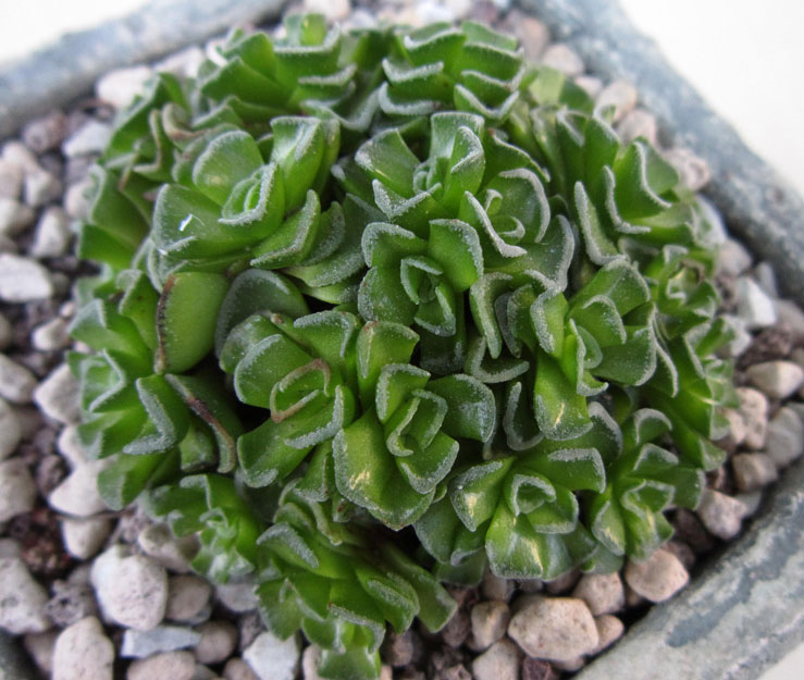 Crassula susannae