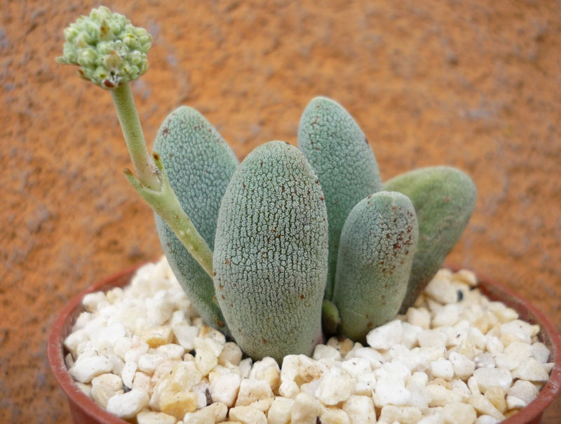 Crassula tecta