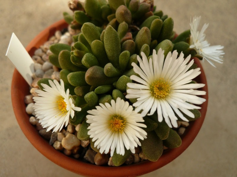 Delosperma esterhuyseniae