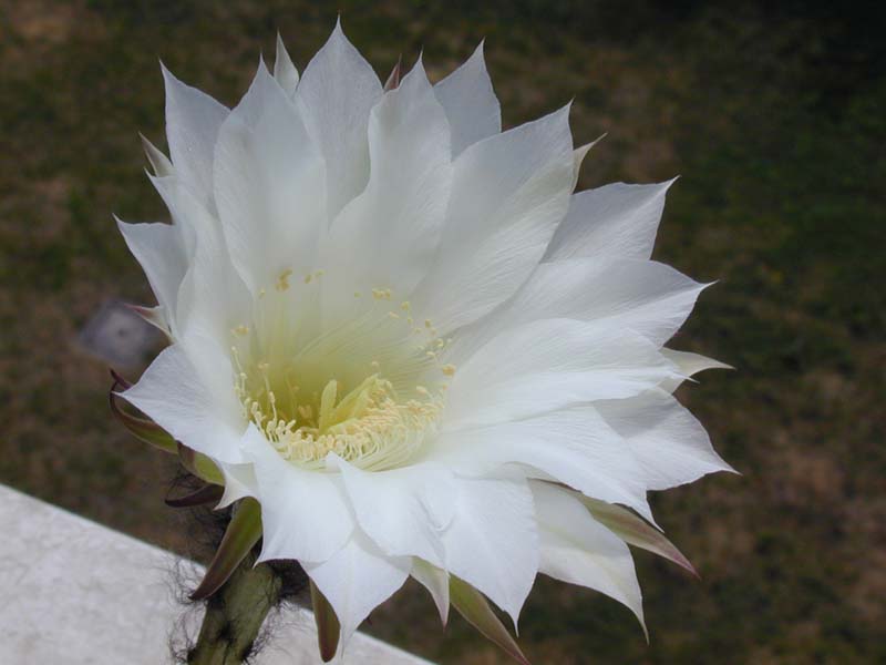 Echinopsis subdenudata