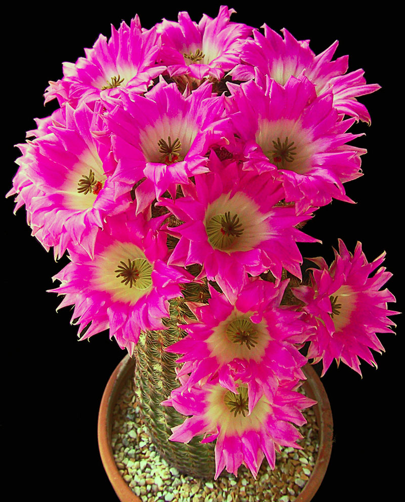 Echinocereus dasyacanthus