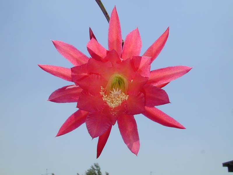 Epyphyllum "Rainbow hybrid"