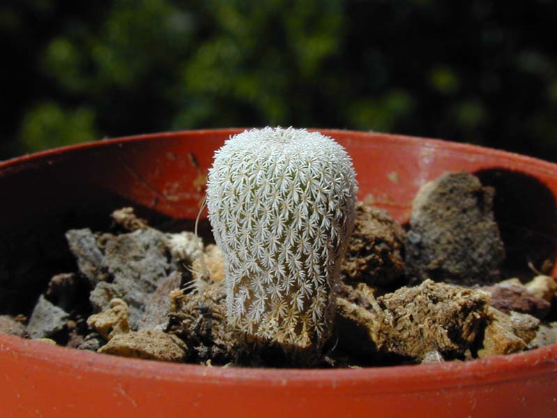 Epithelantha micromeris