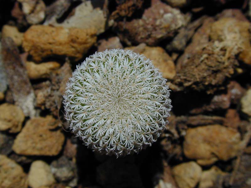 Epithelantha micromeris