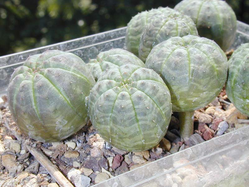 Euphorbia obesa