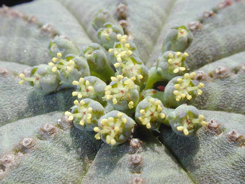 Euphorbia obesa