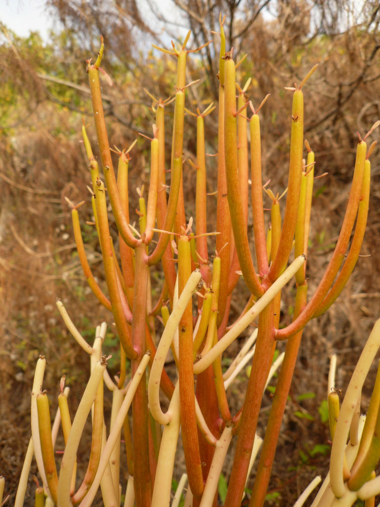 Euphorbia tirucalli cv Sticks