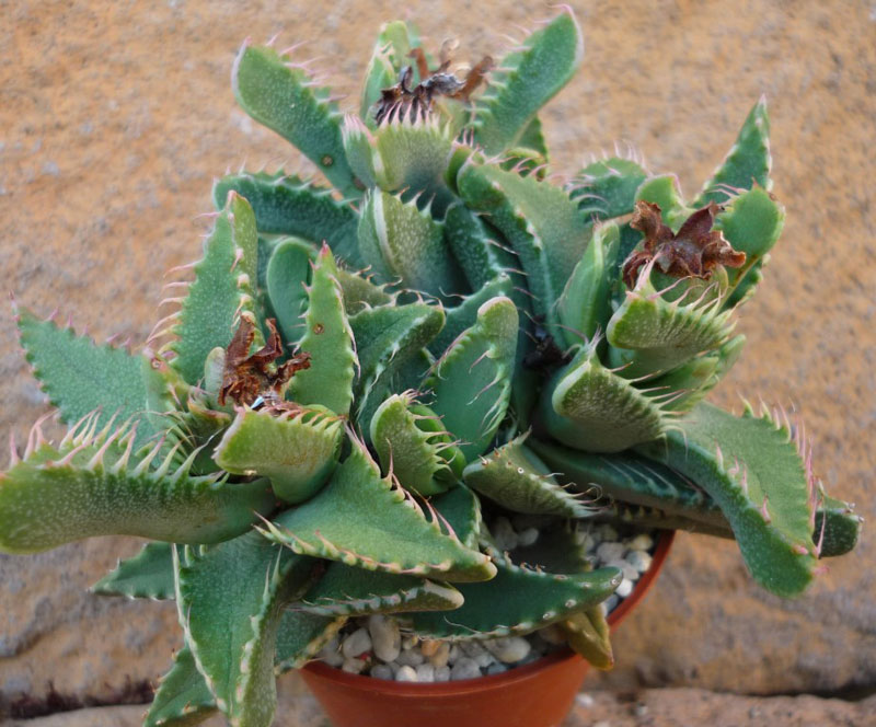Faucaria felina