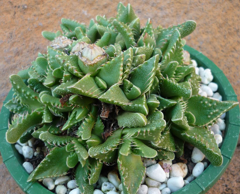 Faucaria felina ssp. tuberculosa
