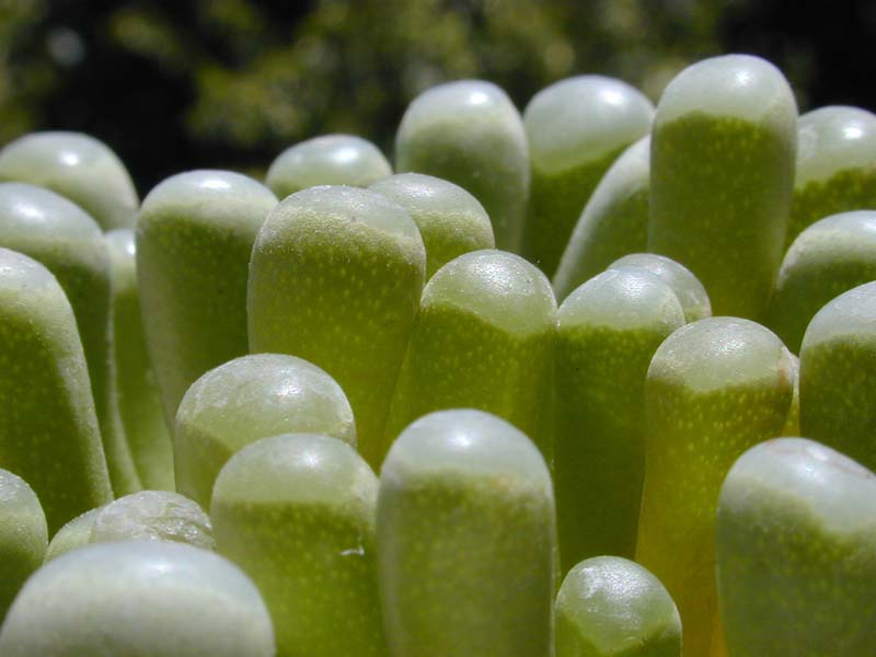 Fenestraria aurantiaca