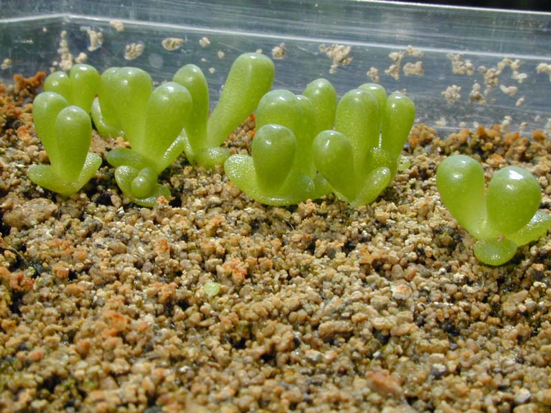 Fenestraria rhopalophylla