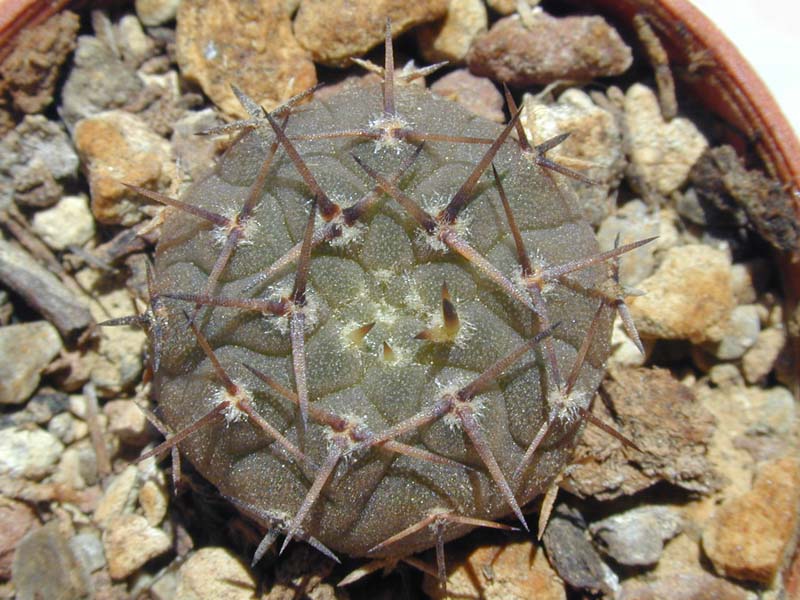 Gymnocalycium asterias v. minor