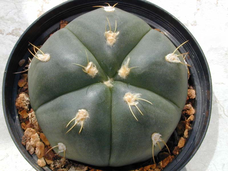 Gymnocalycium denudatum