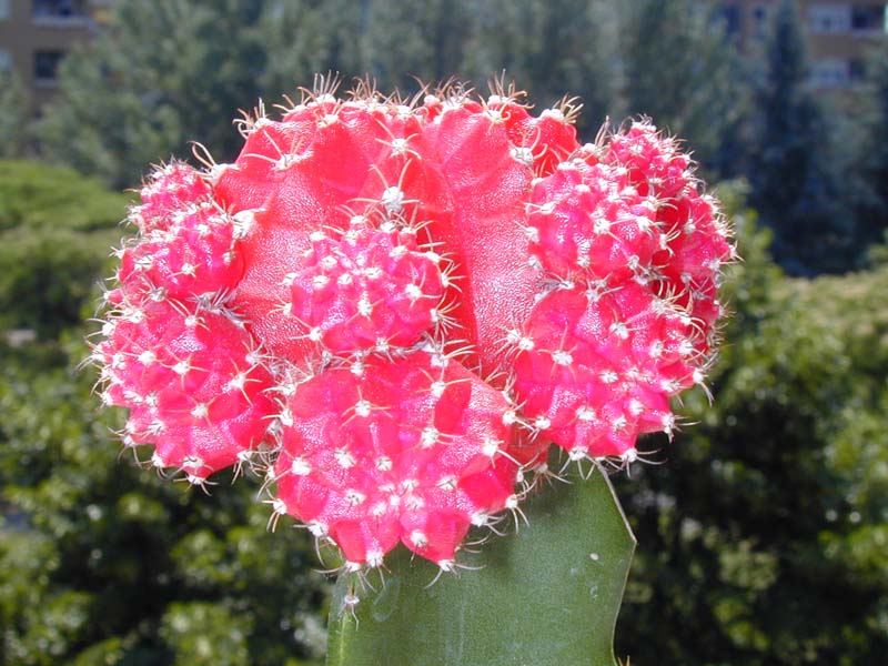 Gymnocalycium mihanovichii cv. Hibotan