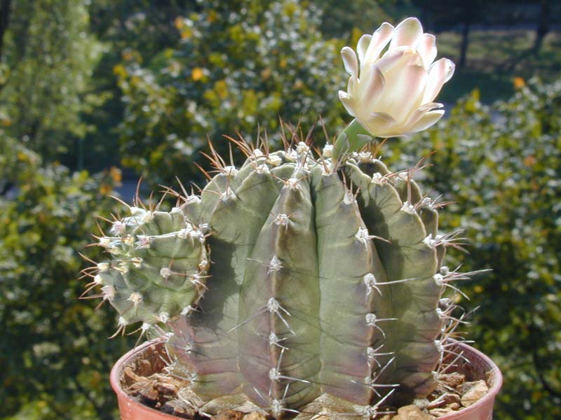 Gymnocalycium mihanovichii var. friedrichii albiflorum