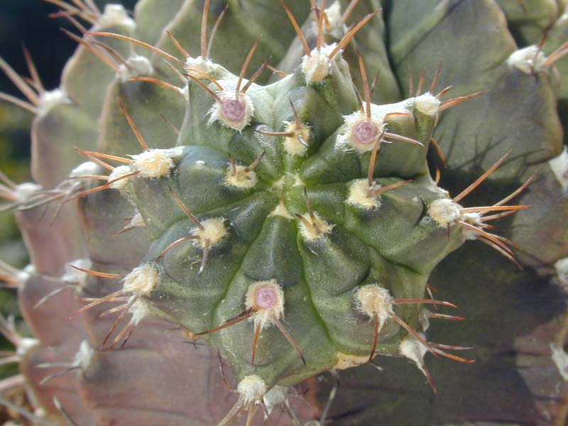 Gymnocalycium mihanovichii var. friedrichii albiflorum