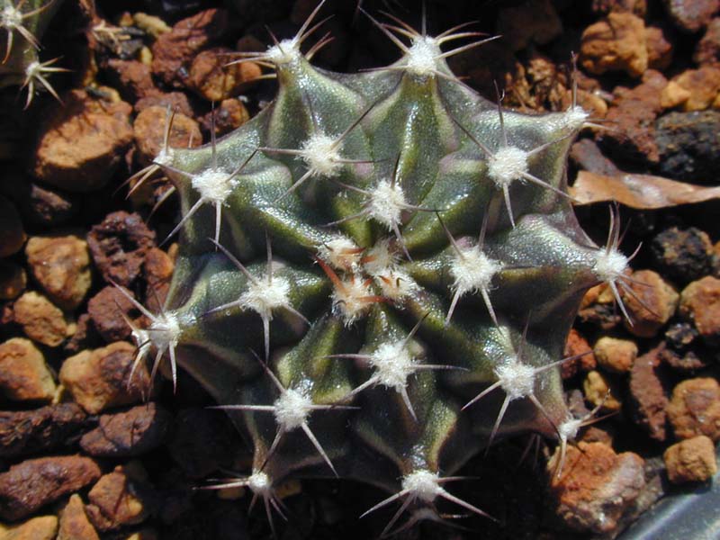 Gymnocalycium mihanovichii var. friedrichii albiflorum