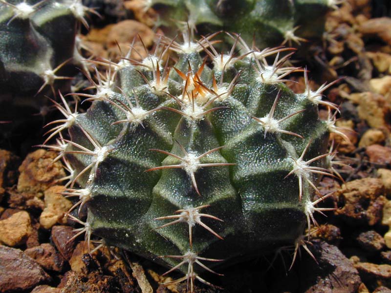 Gymnocalycium mihanovichii var. friedrichii albiflorum