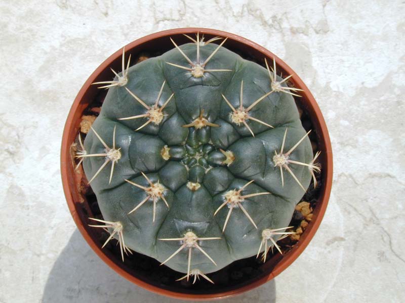 Gymnocalycium paraguayense var. wagnerianum