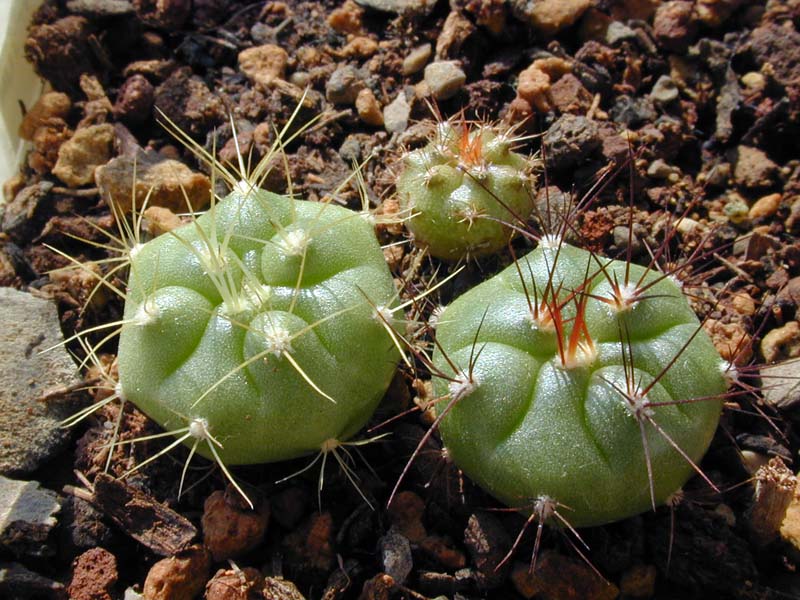 Gymnocalycium multiflorum