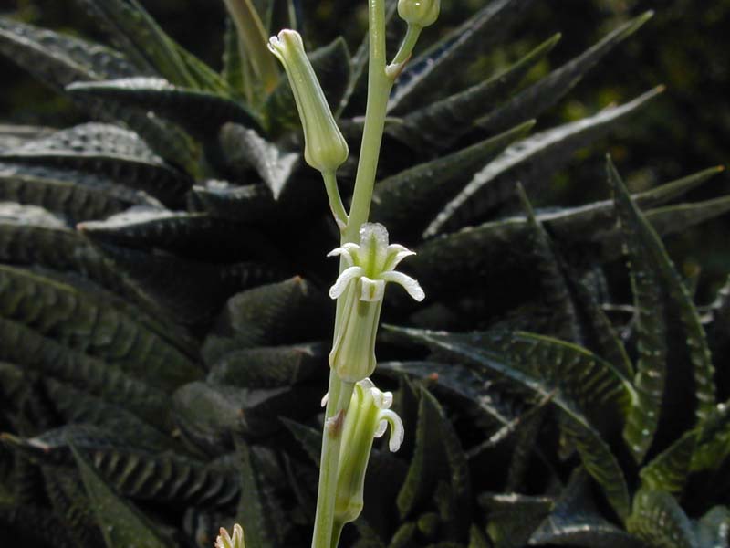 Haworthia limifolia