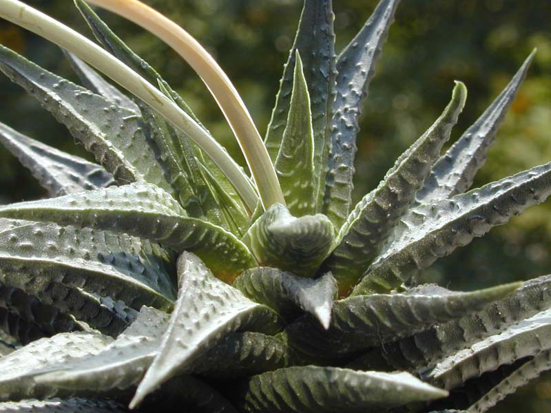 Haworthia limifolia