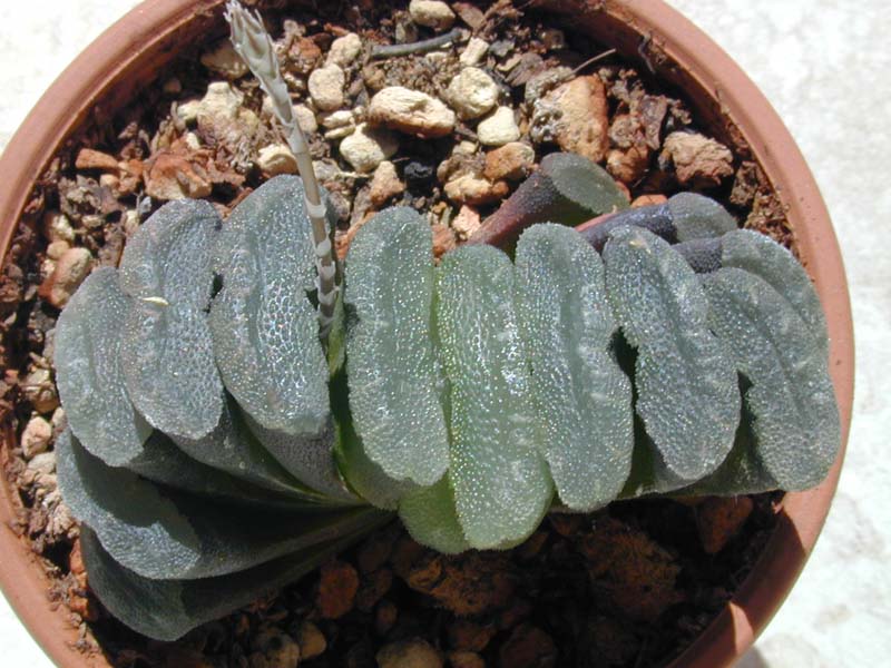 Haworthia truncata