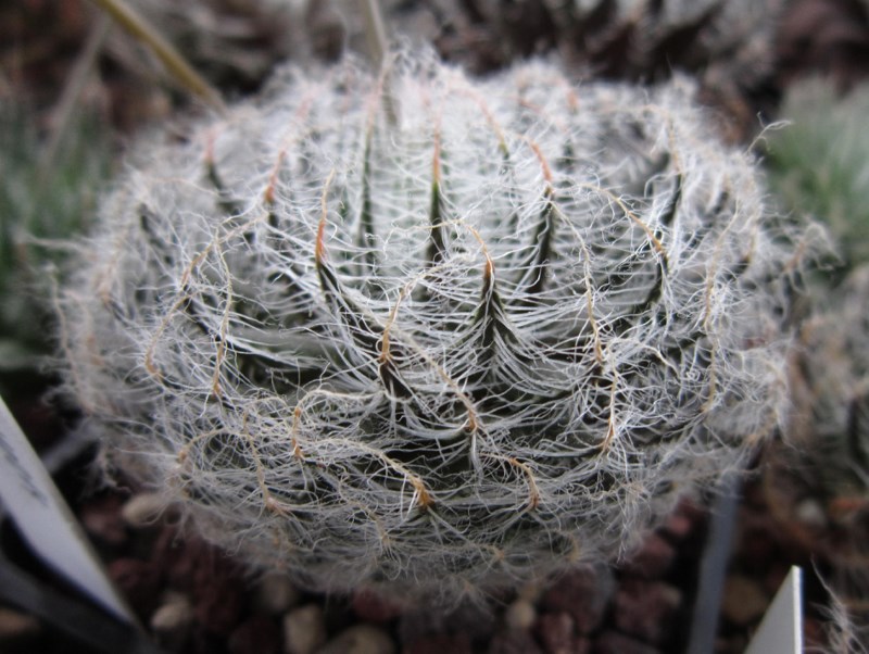 Haworthia arachnoidea var. aranea