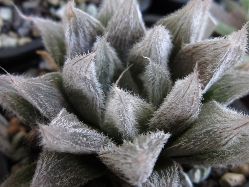 Haworthia cooperi v. venusta