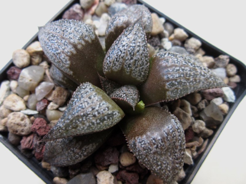 Haworthia magnifica var. splendens