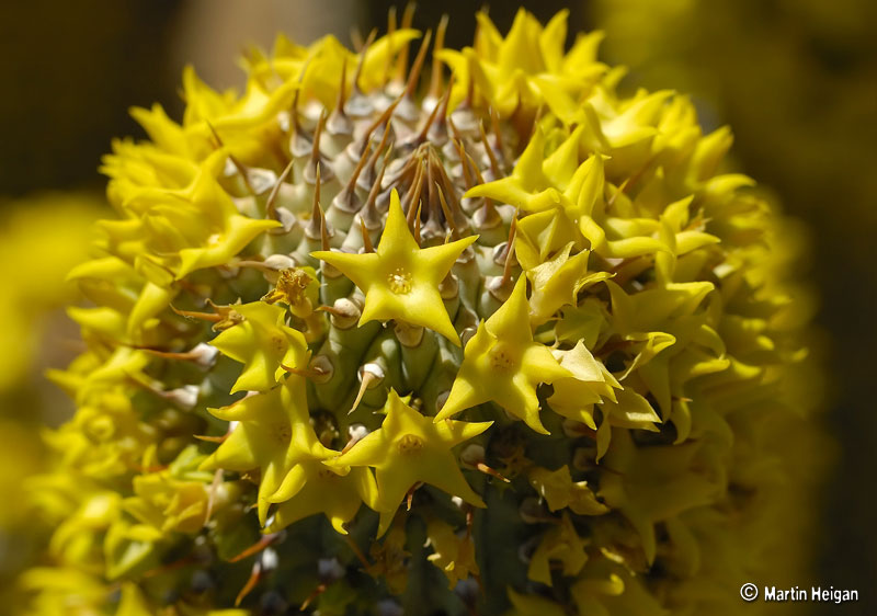 Hoodia alstonii